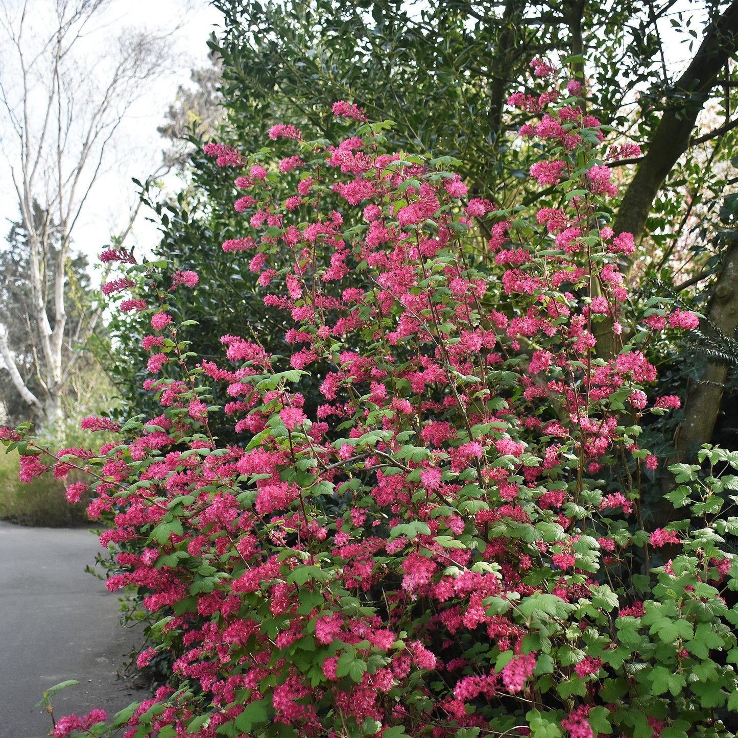 Heesters - Ribes sanguineum Kind Edward - Weinig Onderhoud - Forestbloom