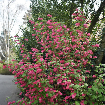 Heesters - Ribes sanguineum Kind Edward - Weinig Onderhoud - Forestbloom