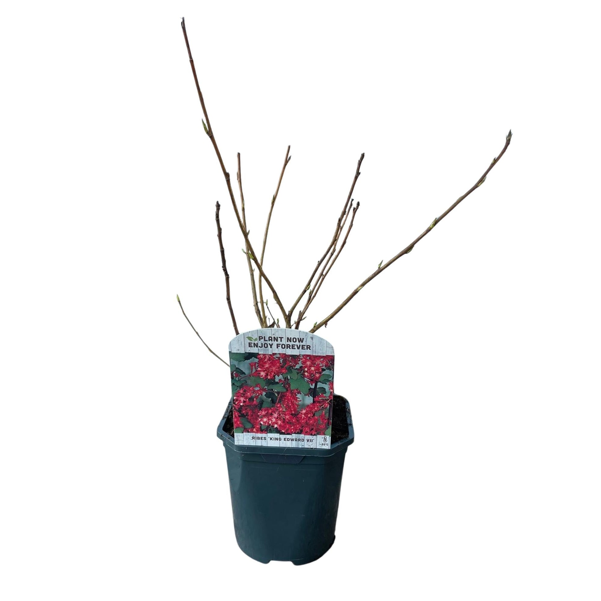 Heesters - Ribes sanguineum Kind Edward - Weinig Onderhoud - Forestbloom
