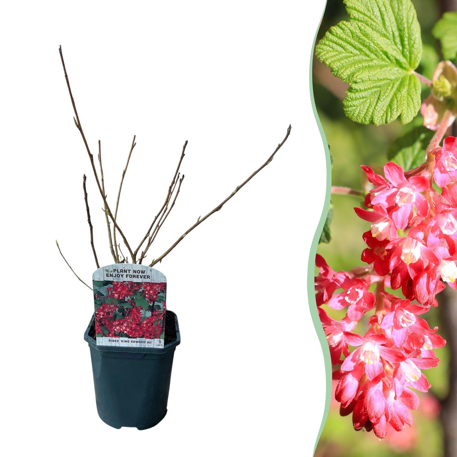 Heesters - Ribes sanguineum Kind Edward - Weinig Onderhoud - Forestbloom