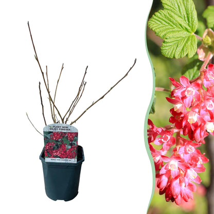 Heesters - Ribes sanguineum Kind Edward - Weinig Onderhoud - Forestbloom