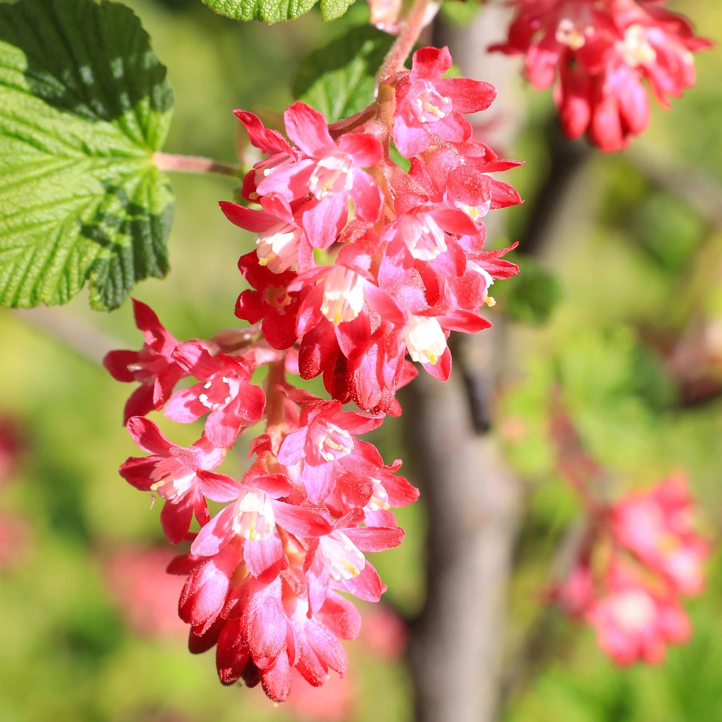 Heesters - Ribes sanguineum Kind Edward - Weinig Onderhoud - Forestbloom