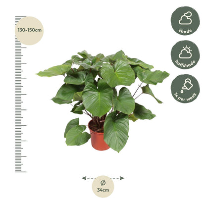 Homalomena Rubescens Maggy - 100 cm - Forestbloom