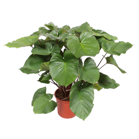 Homalomena Rubescens Maggy - 100 cm - Forestbloom