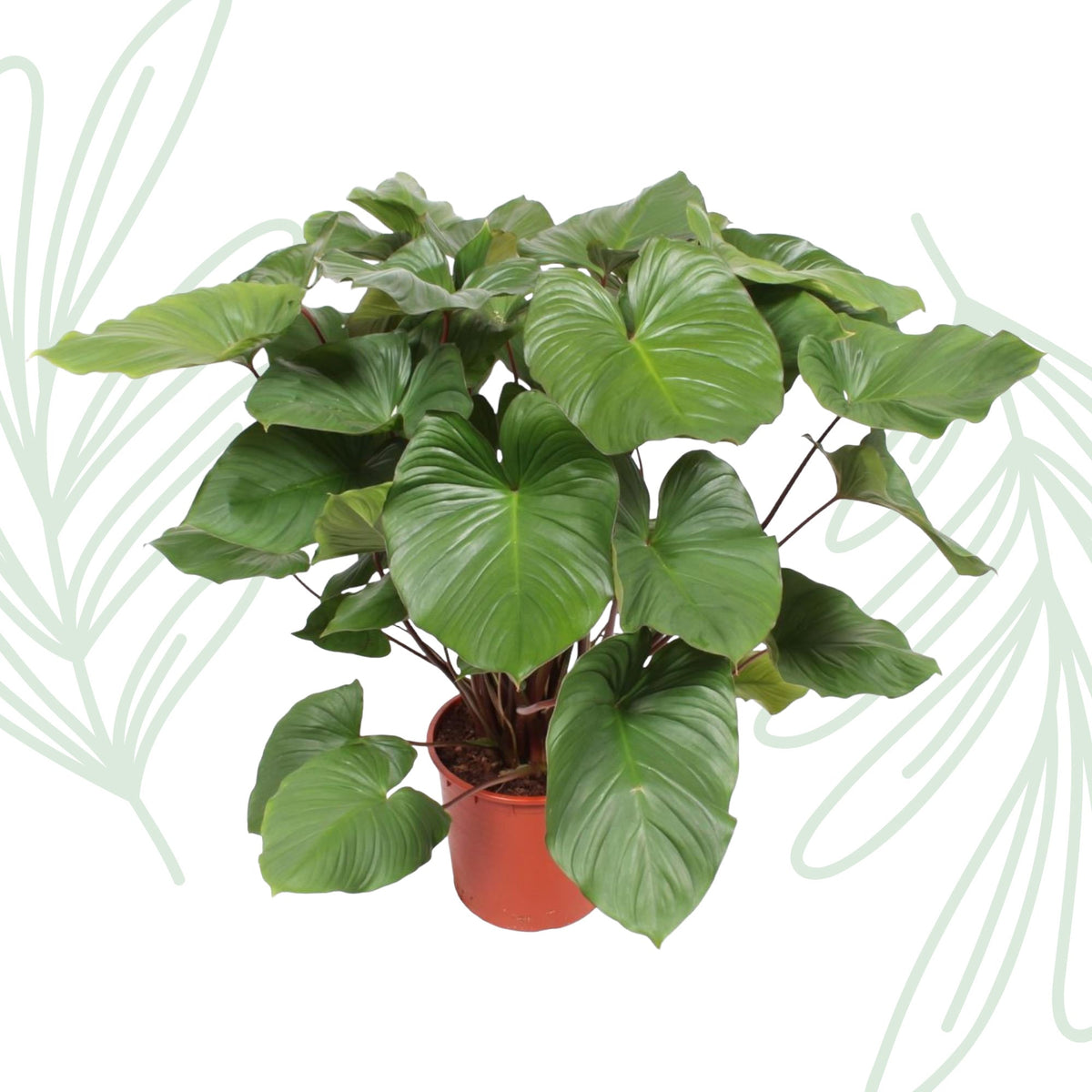 Homalomena Rubescens Maggy - 100 cm - Forestbloom
