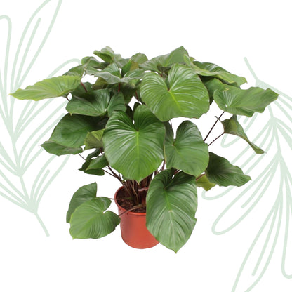 Homalomena Rubescens Maggy - 100 cm - Forestbloom