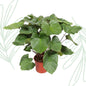 Homalomena Rubescens Maggy - 100 cm - Forestbloom