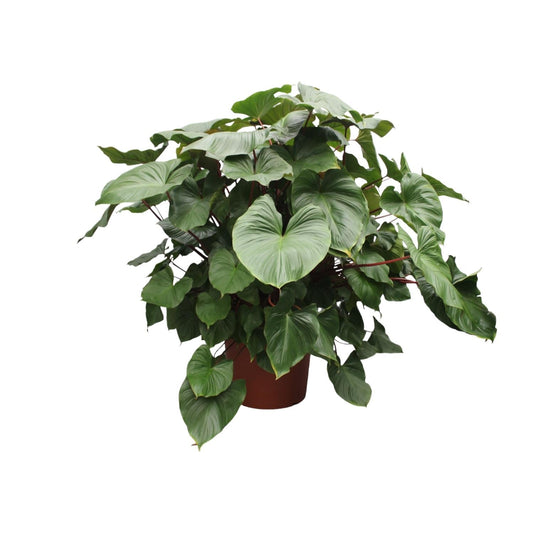 Homalomena Rubescens Maggy - 170 cm - Forestbloom