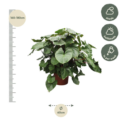 Homalomena Rubescens Maggy - 170 cm - Forestbloom