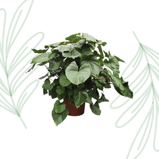 Homalomena Rubescens Maggy - 170 cm - Forestbloom