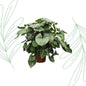 Homalomena Rubescens Maggy - 170 cm - Forestbloom