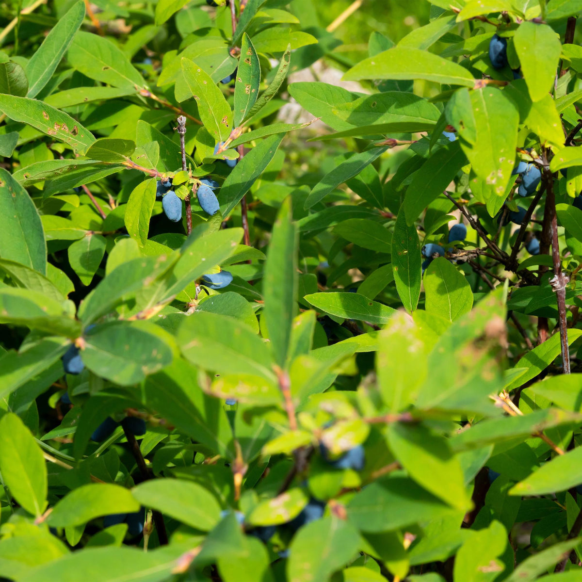 Honingbes - Lonicera caerulea Kamchatika - Blauwe Bes - 2 planten - Forestbloom