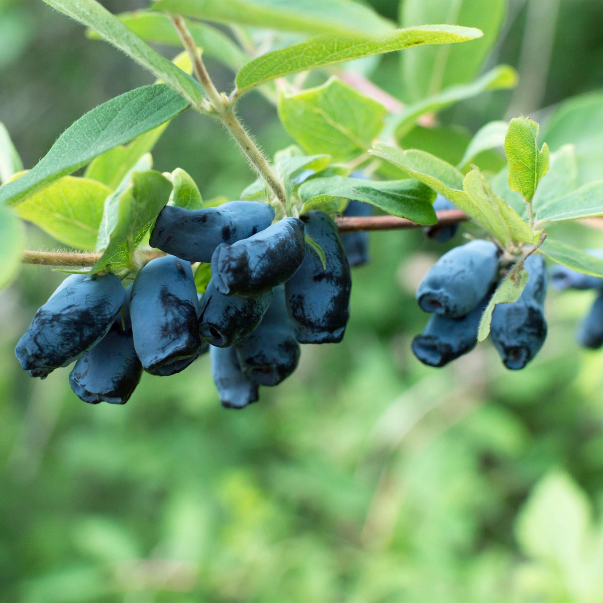 Honingbes - Lonicera caerulea Kamchatika - Blauwe Bes - 2 planten - Forestbloom