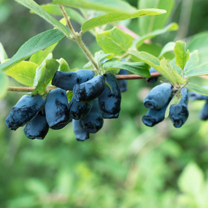 Honingbes - Lonicera caerulea Kamchatika - Blauwe Bes - 2 planten - Forestbloom