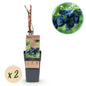 Honingbes - Lonicera caerulea Kamchatika - Blauwe Bes - 2 planten - Forestbloom