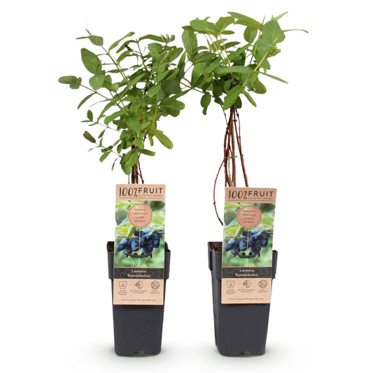 Honingbes - Lonicera caerulea Kamchatika - Blauwe Bes - 2 planten - Forestbloom