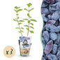 Honingbes - Lonicera caerulea Kamtschatica - Winterhard - 3 Planten - Forestbloom