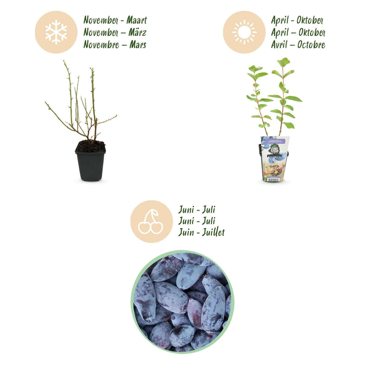 Honingbes - Lonicera caerulea Kamtschatica - Winterhard - 3 Planten - Forestbloom