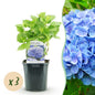 Hortensia - Hydrangea macrophylla Blauw - 3 Planten - Forestbloom