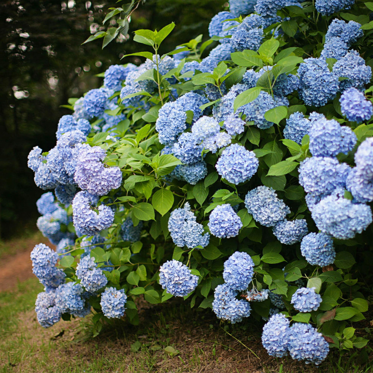 Hortensia - Hydrangea macrophylla Blauw - 3 Planten - Forestbloom