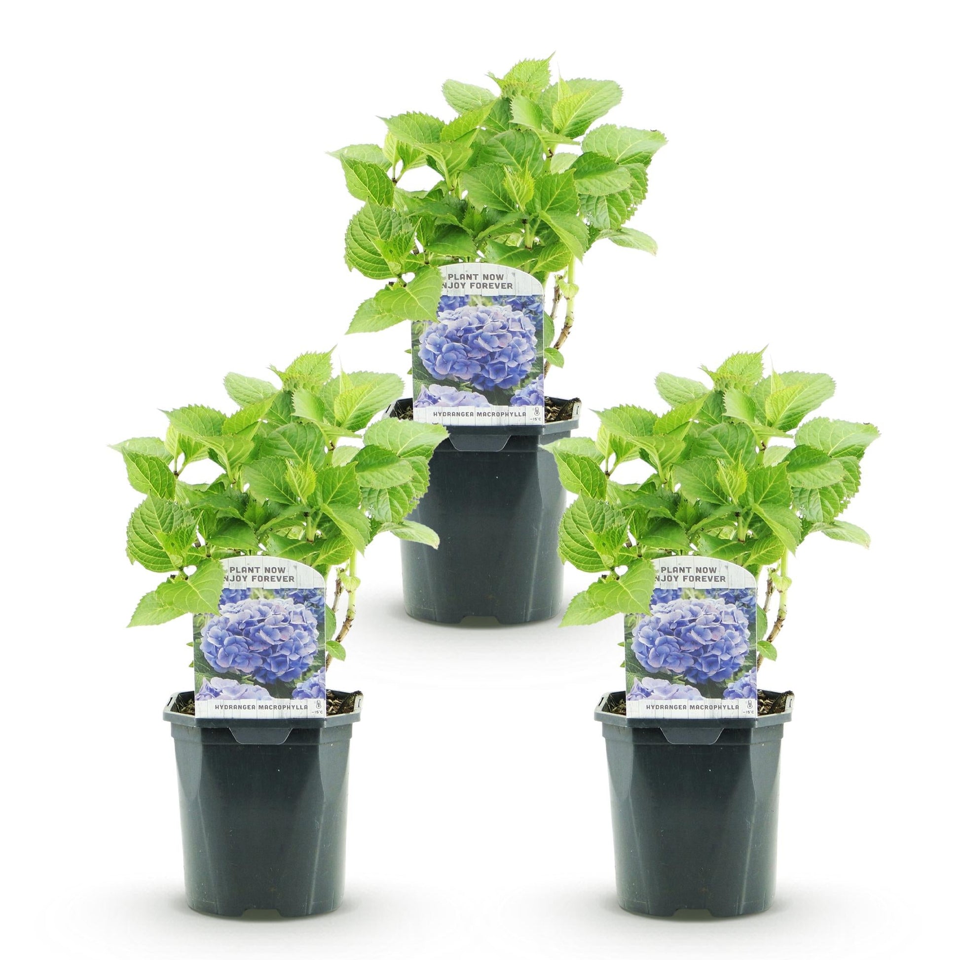 Hortensia - Hydrangea macrophylla Blauw - 3 Planten - Forestbloom