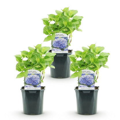 Hortensia - Hydrangea macrophylla Blauw - 3 Planten - Forestbloom