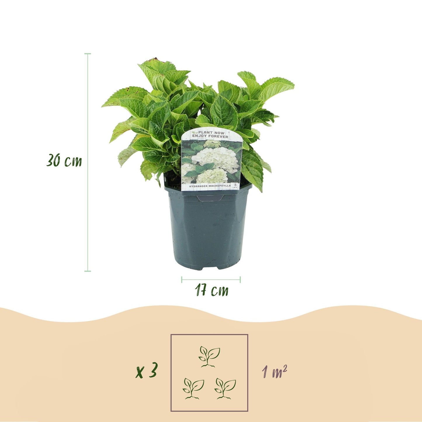 Hortensia - Hydrangea macrophylla Blue - 1 Plant - Forestbloom