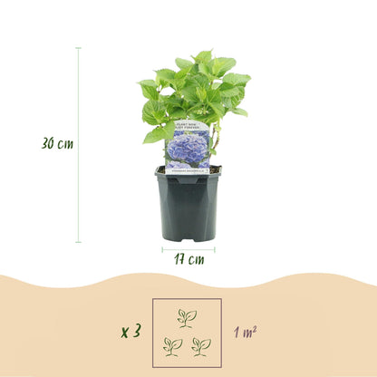 Hortensia - Hydrangea macrophylla Blue - 1 Plant - Forestbloom