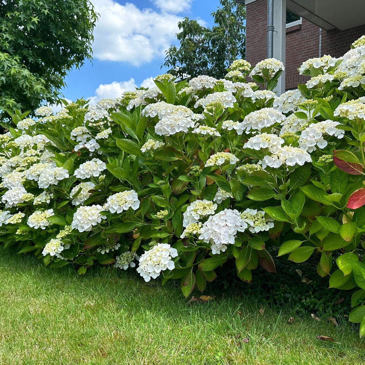 Hortensia - Hydrangea macrophylla Blue - 1 Plant - Forestbloom