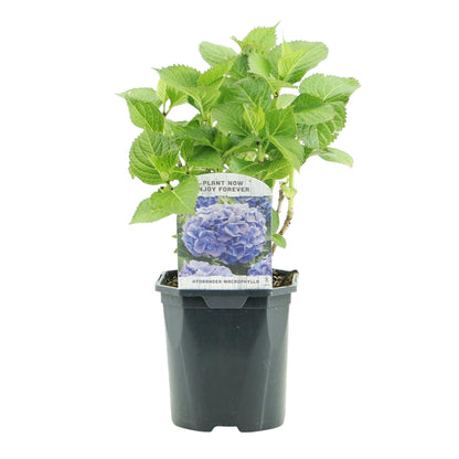 Hortensia - Hydrangea macrophylla Blue - 1 Plant - Forestbloom