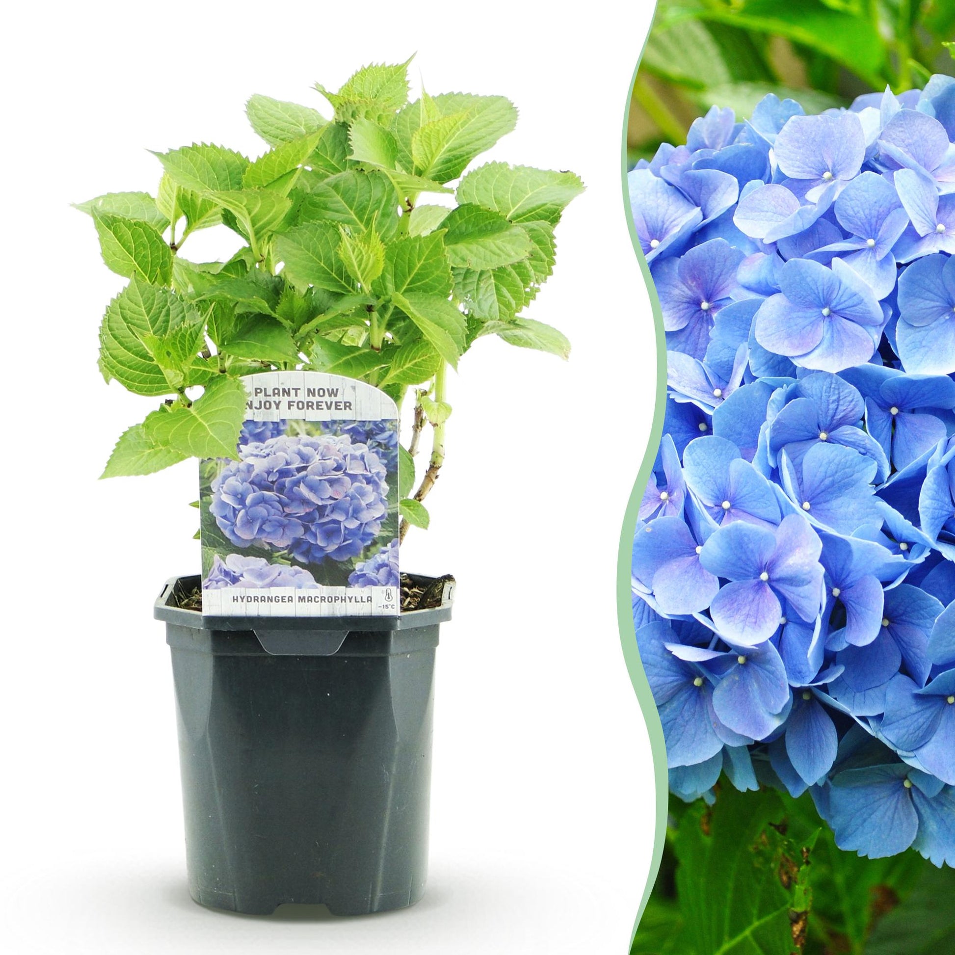 Hortensia - Hydrangea macrophylla Blue - 1 Plant - Forestbloom