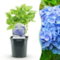 Hortensia - Hydrangea macrophylla Blue - 1 Plant - Forestbloom