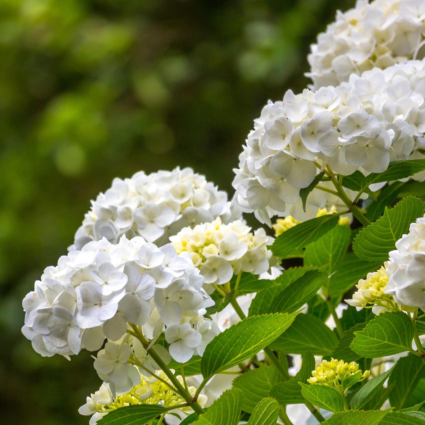 Hortensia - Hydrangea macrophylla Blue - 1 Plant - Forestbloom