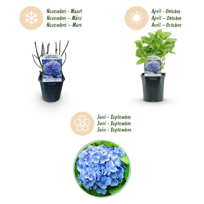 Hortensia - Hydrangea macrophylla Blue - 1 Plant - Forestbloom
