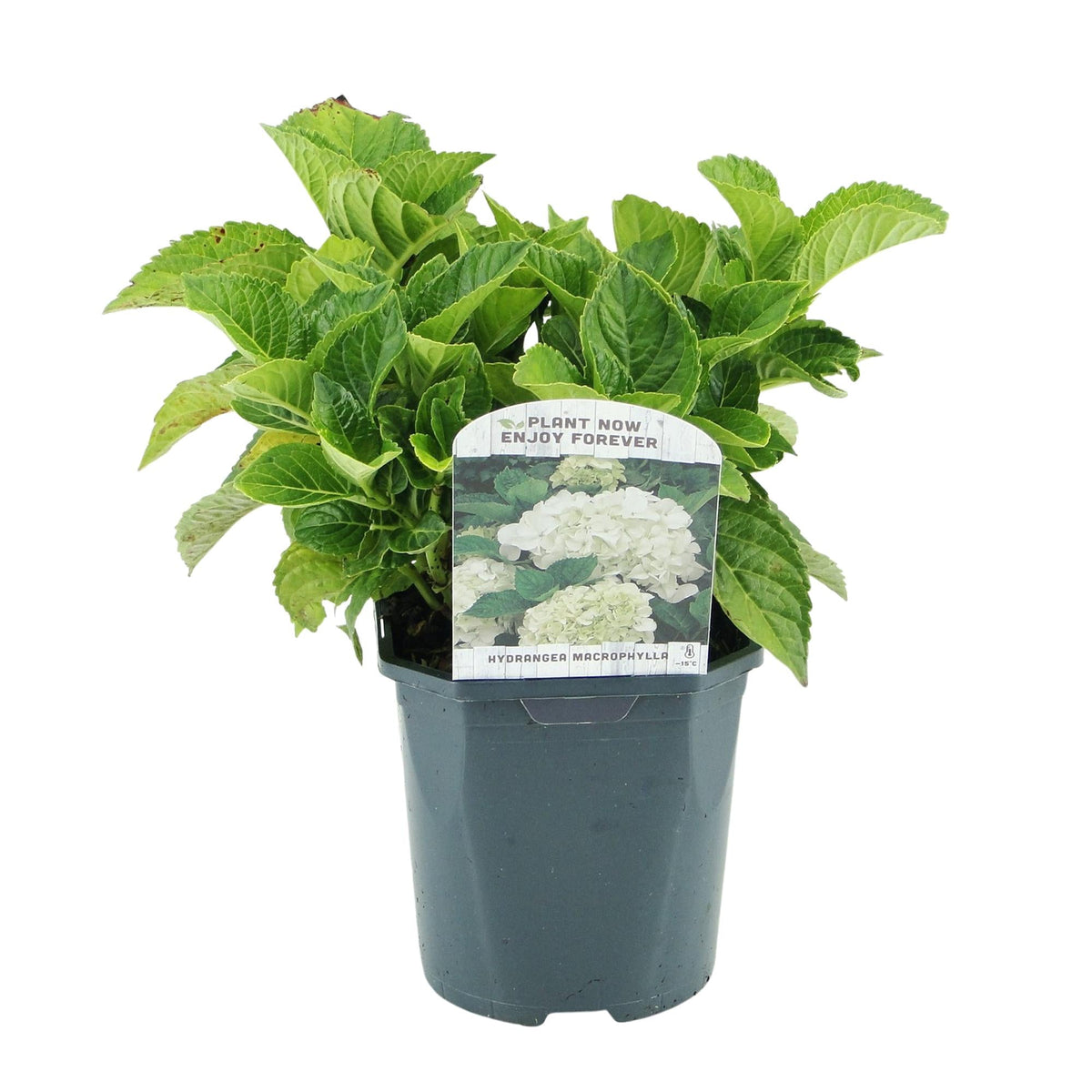 Hortensia - Hydrangea macrophylla Blue - 1 Plant - Forestbloom
