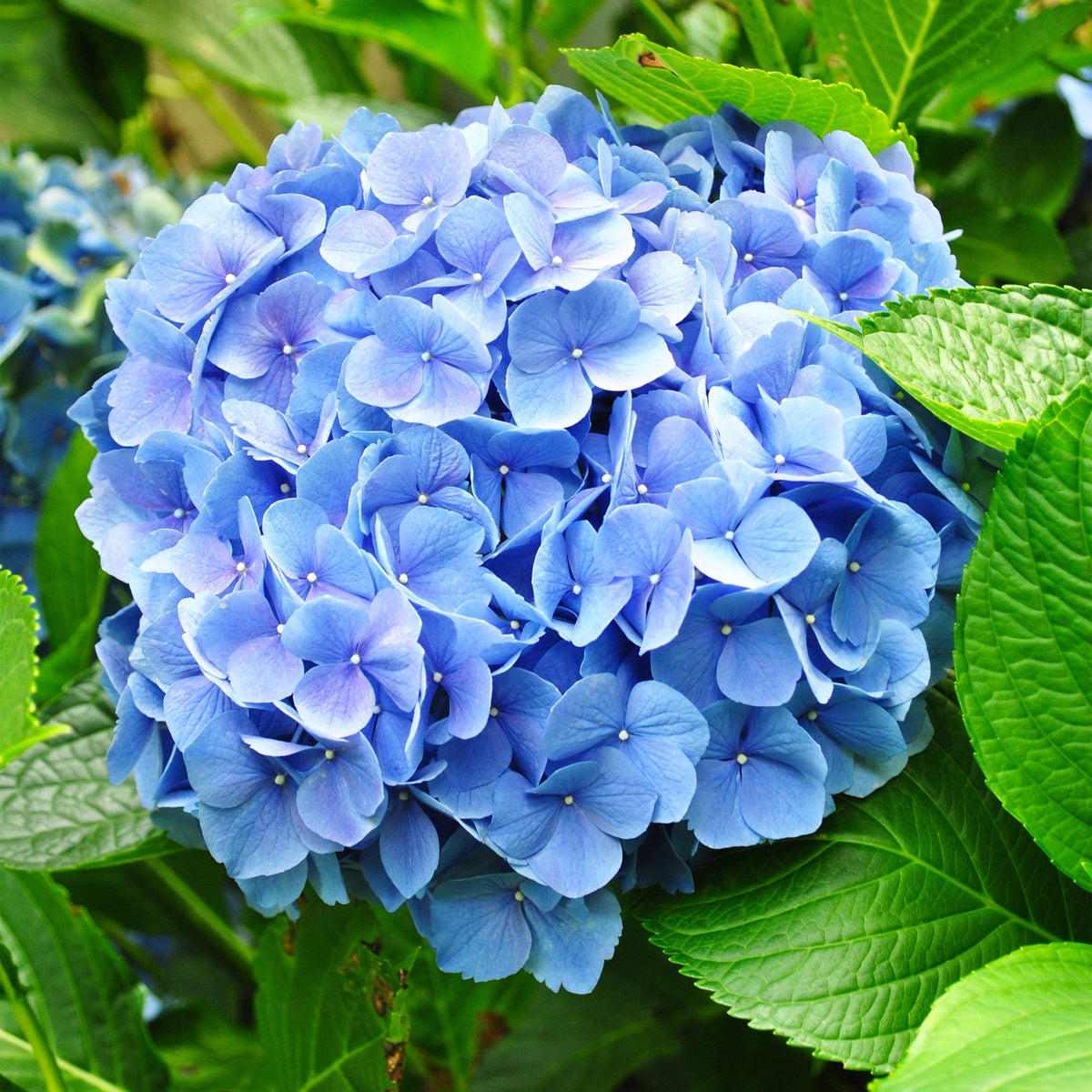 Hortensia - Hydrangea macrophylla Blue - 1 Plant - Forestbloom
