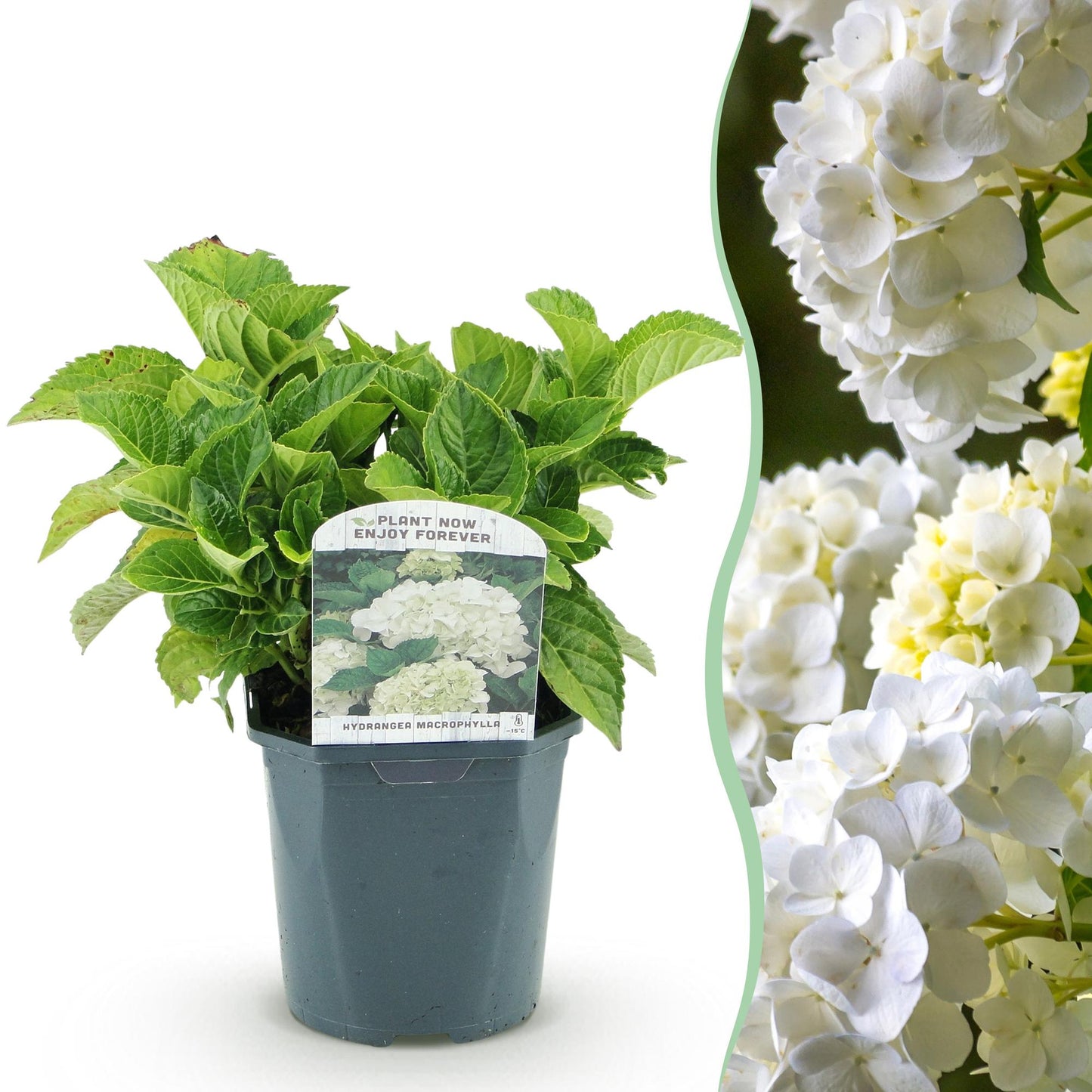 Hortensia - Hydrangea macrophylla Blue - 1 Plant - Forestbloom