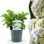 Hortensia - Hydrangea macrophylla Blue - 1 Plant - Forestbloom