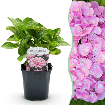 Hortensia - Hydrangea macrophylla Pink - 1 Plant - Forestbloom