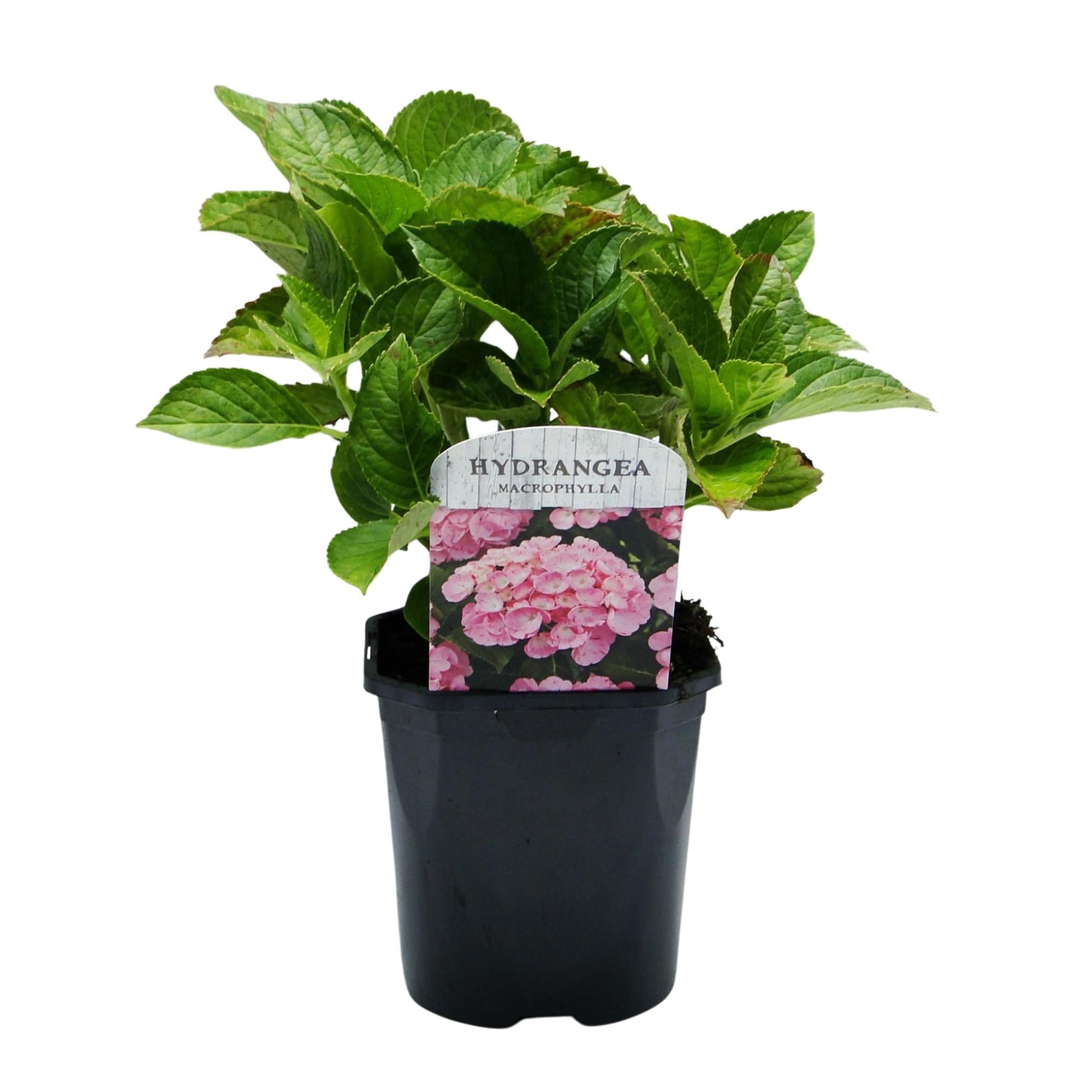 Hortensia - Hydrangea macrophylla Pink - 1 Plant - Forestbloom