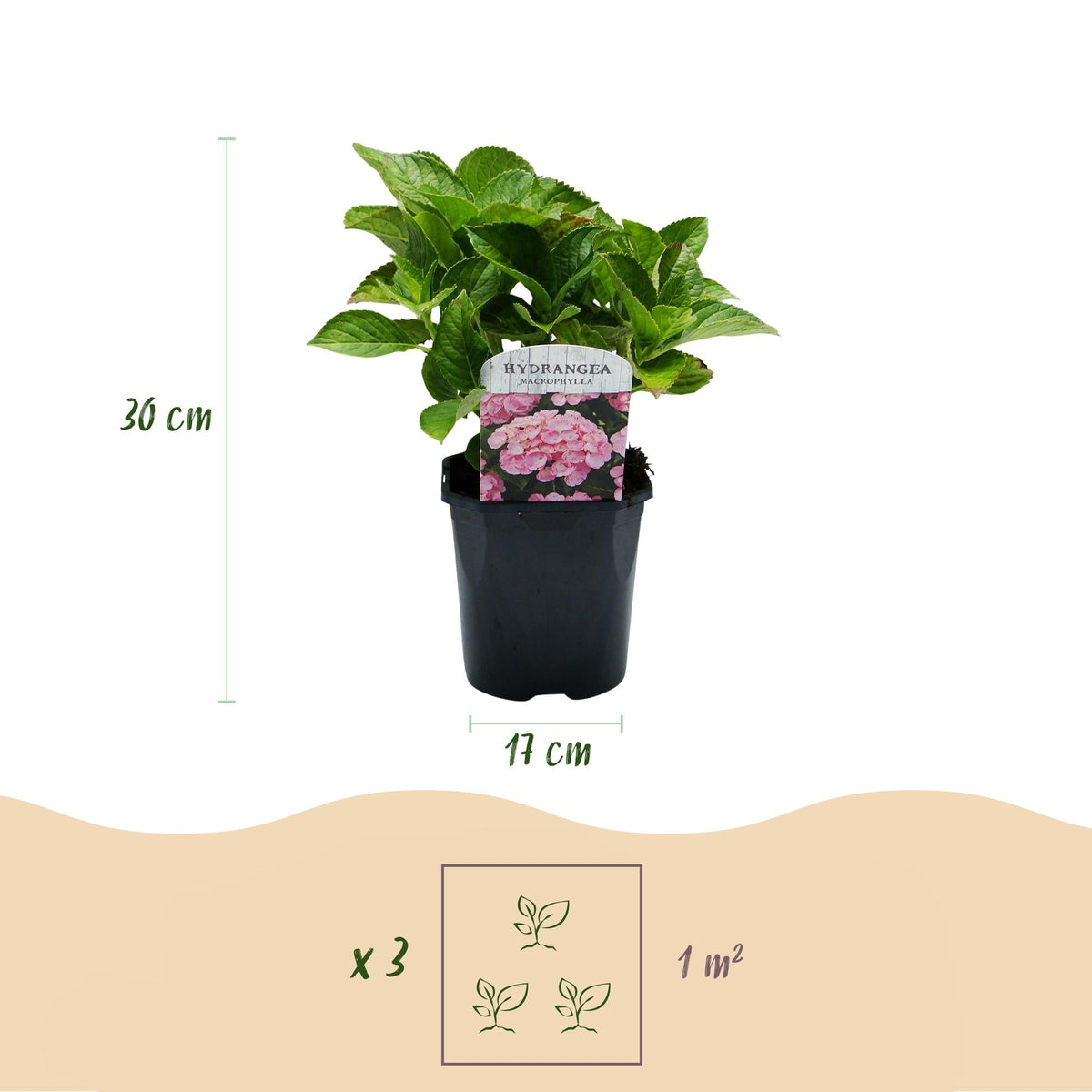 Hortensia - Hydrangea macrophylla Pink - 1 Plant - Forestbloom