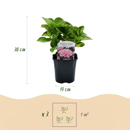 Hortensia - Hydrangea macrophylla Pink - 1 Plant - Forestbloom