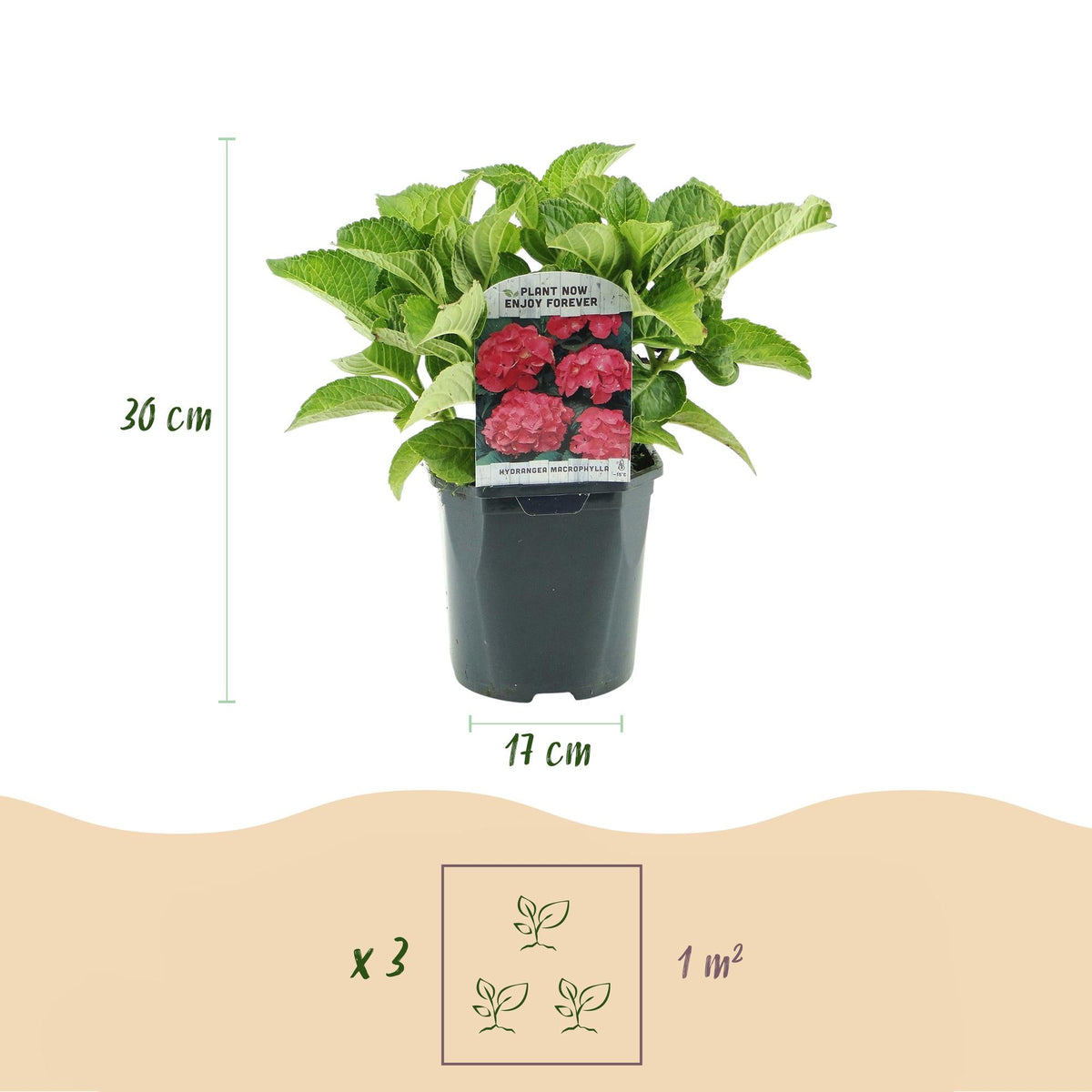 Hortensia - Hydrangea macrophylla Rood - 3 Planten - Forestbloom