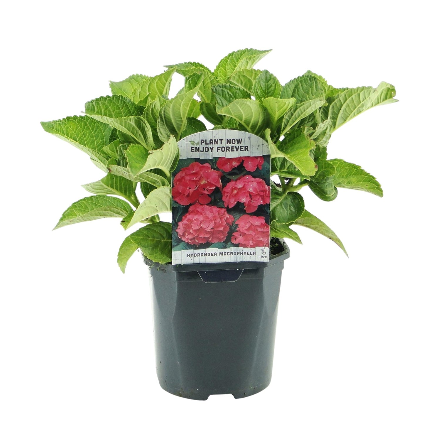 Hortensia - Hydrangea macrophylla Rood - 3 Planten - Forestbloom