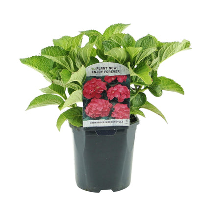 Hortensia - Hydrangea macrophylla Rood - 3 Planten - Forestbloom