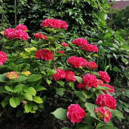 Hortensia - Hydrangea macrophylla Rood - 3 Planten - Forestbloom