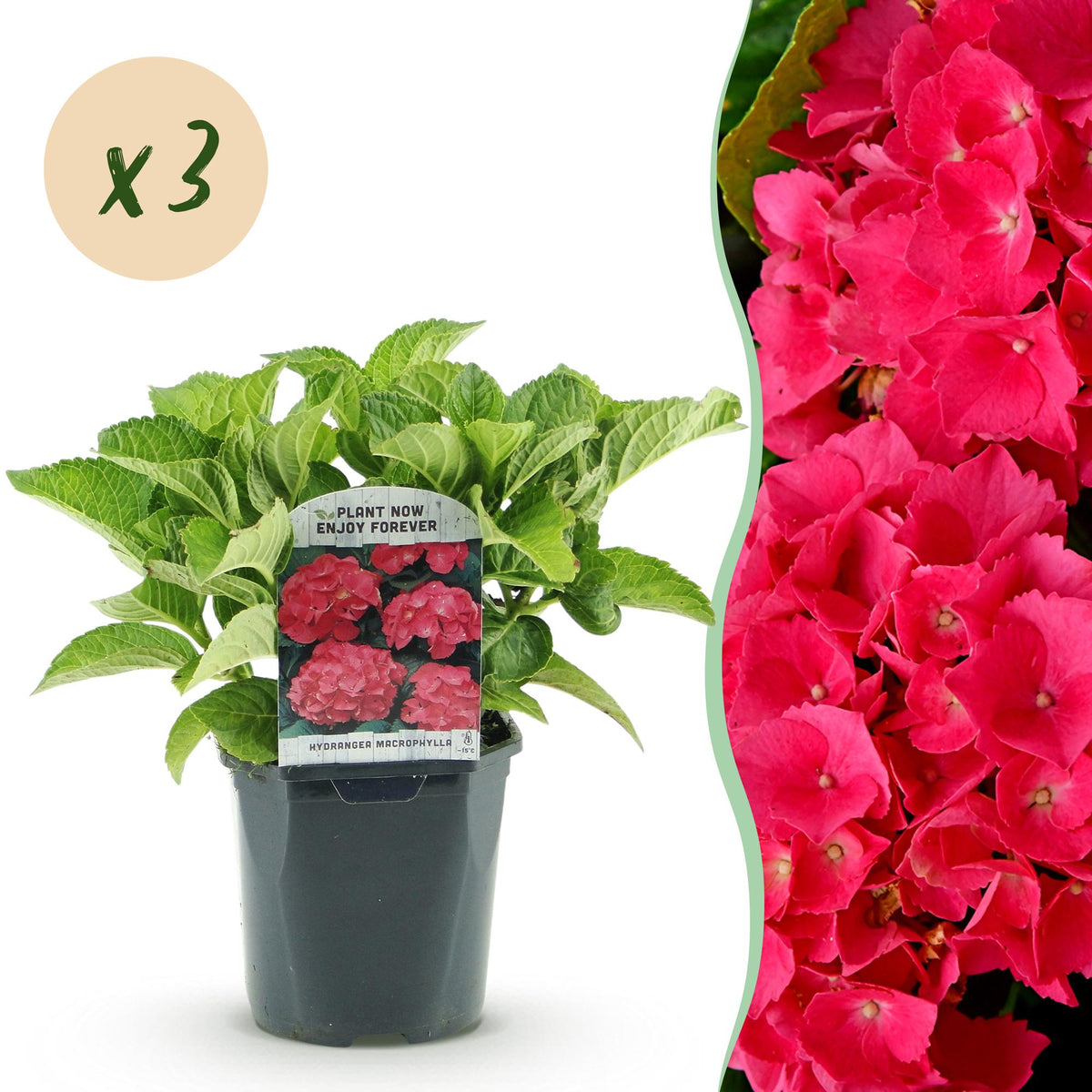 Hortensia - Hydrangea macrophylla Rood - 3 Planten - Forestbloom