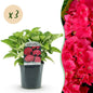 Hortensia - Hydrangea macrophylla Rood - 3 Planten - Forestbloom