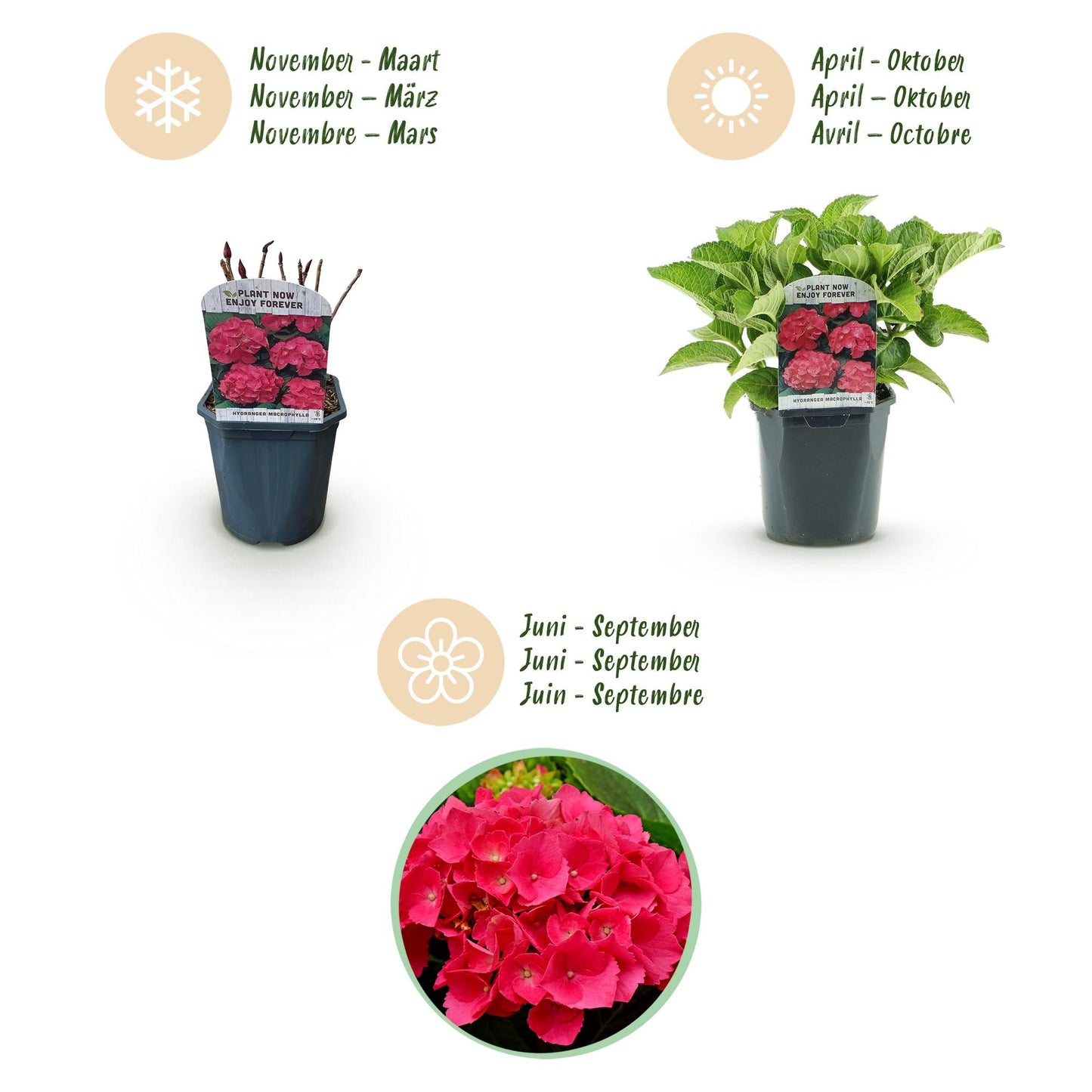 Hortensia - Hydrangea macrophylla Rood - 3 Planten - Forestbloom
