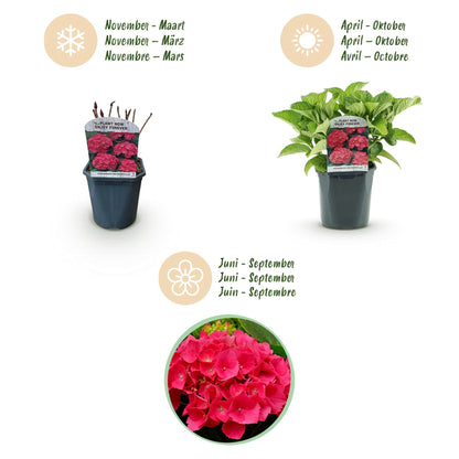 Hortensia - Hydrangea macrophylla Rood - 3 Planten - Forestbloom